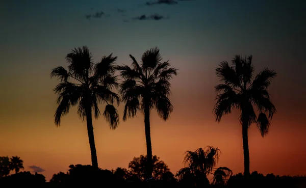 Silhouette von Palmen bei Sonnenuntergang, — Stockfoto