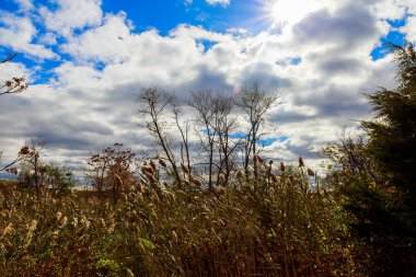 Gökyüzü arka planda sonbaharda Ağaçlar, Ekim