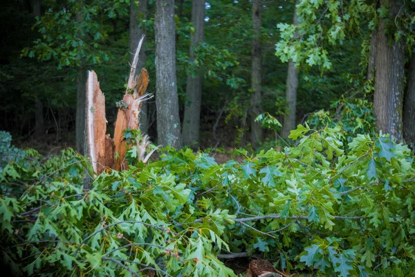 Storm damage trees in the forest after a storm. — Stock Photo, Image