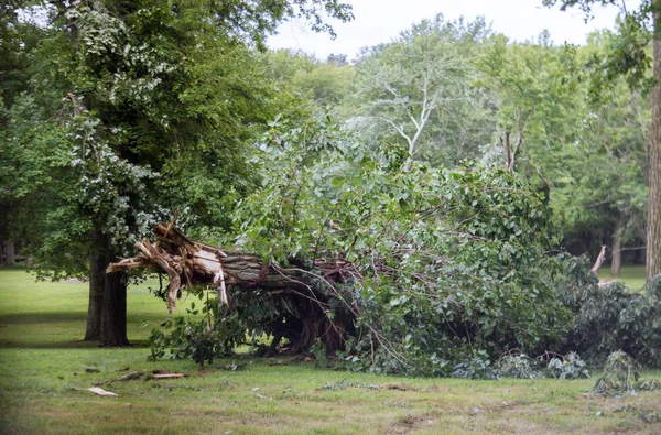Δέντρο μετά τον τυφώνα μια έντονη καταιγίδα πέρασε — Φωτογραφία Αρχείου