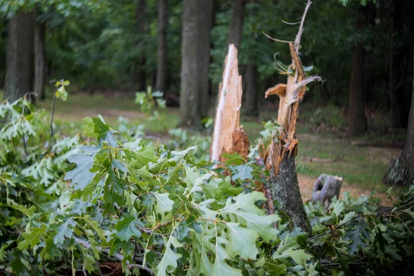 Storm damage trees in the forest after a storm. — Stock Photo, Image