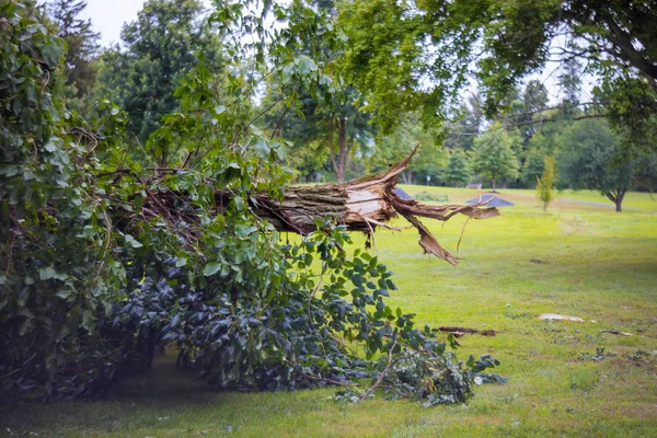 Złamane drzewa po potężnym huraganie w lesie po burzy. — Zdjęcie stockowe