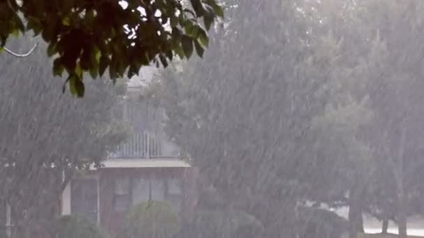 Сильний дощ над листям зелених дерев, літній сезон — стокове відео