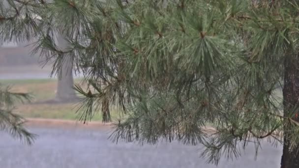 Agua de lluvia cayendo sobre hojas verdes gotas de lluvia cayendo durante el verano pesado — Vídeo de stock