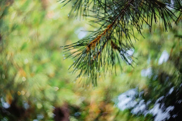 Τα κλαδιά του έλατου με απαλή εστίαση, ανταύγειες και σταγόνες βροχής στο δάσος φυσικό — Φωτογραφία Αρχείου