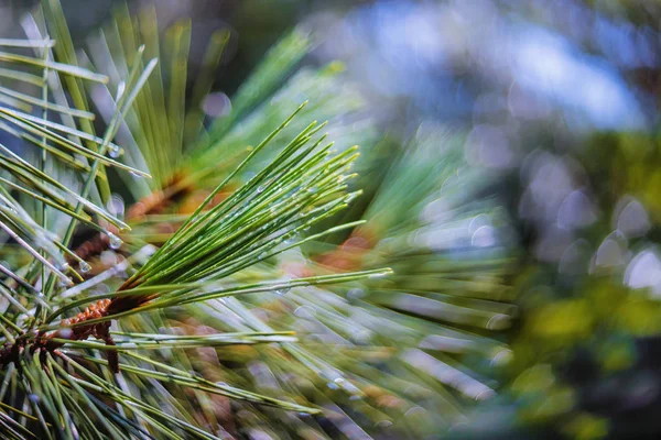 背景ボケを持つ若い松の木の枝のいくつかの雨滴の選択的な焦点 — ストック写真