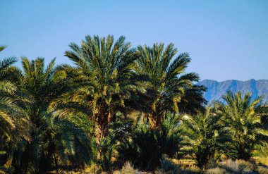 Doğa için tropikal orman bitkinin yeşil yaprakları tropikal palmiye yaprakları