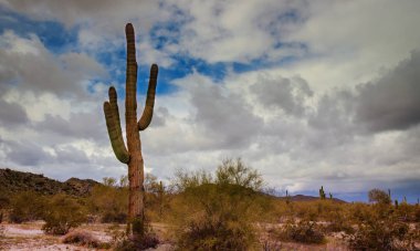 Saguaro kaktüsü dağlarda, Arizona Çölü