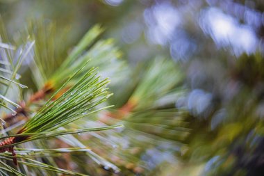 Yağmur seçici odak vurgular ve yağmur damlaları sonra Çam ağacı dalları
