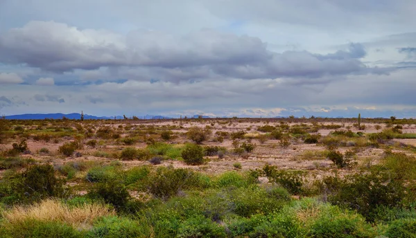 Montagne con paesaggio coperto di cactus saguaro — Foto Stock