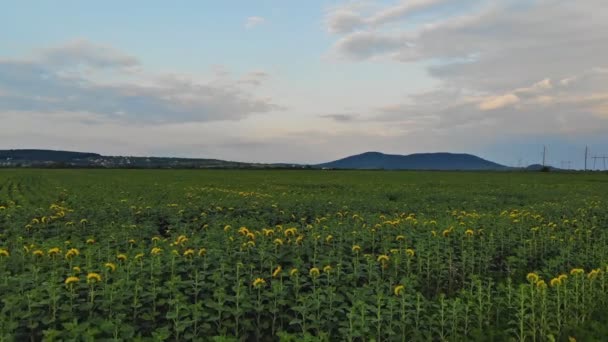 Los campos hermosos los girasoles en verano. Vista aérea — Vídeo de stock