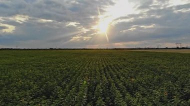 Ayçiçeği alanı Havadan Görünümü üzerinde taze güzel gün batımı