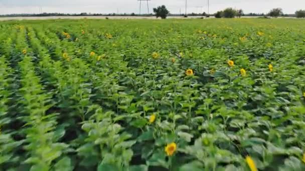 Volando sobre el campo de girasoles, vista aérea de un campo durante el verano en EE.UU. Vista aérea — Vídeo de stock