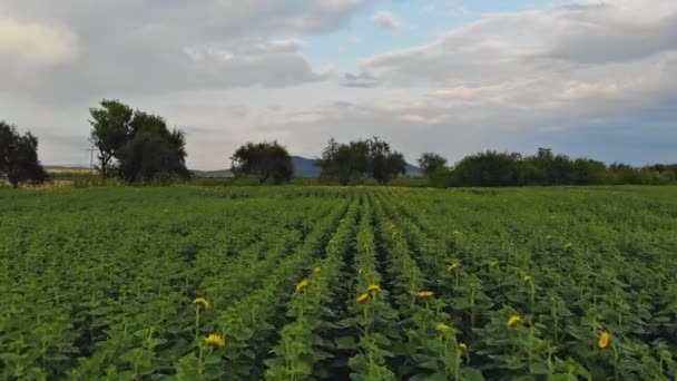 Mezőnyben a napraforgóban nyári táj légi-nézet — Stock videók