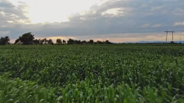 Campo de vista aérea de plantas jóvenes de maíz verde — Vídeo de stock