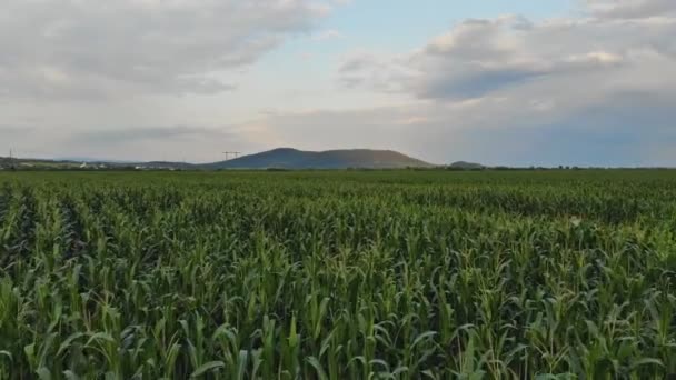 Volando sobre el campo paisaje rural con un campo de maíz joven — Vídeo de stock