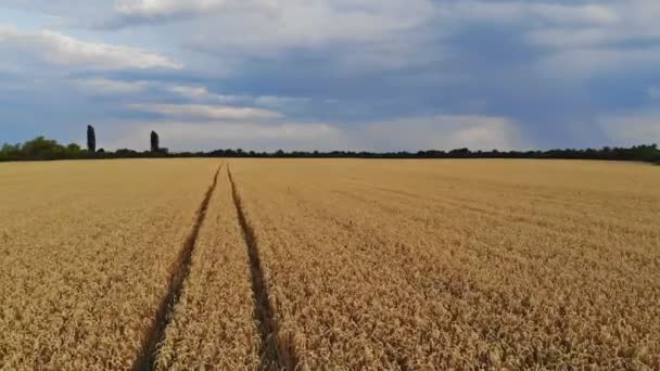 Campo de trigo y hermosa naturaleza puesta del sol paisaje — Vídeo de stock