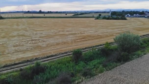 Zbiory pszenicy latem w polu zbierania złotych dojrzałych pszenicy na boisku. Widok z góry. Widok z drona. — Wideo stockowe