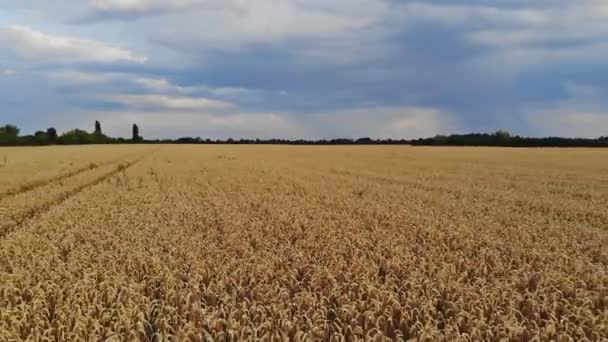 AERIAL volando por encima de un hermoso campo de trigo dorado en el paisaje rural de otoño en la mañana soleada. Plantas maduras en tierras agrícolas — Vídeo de stock