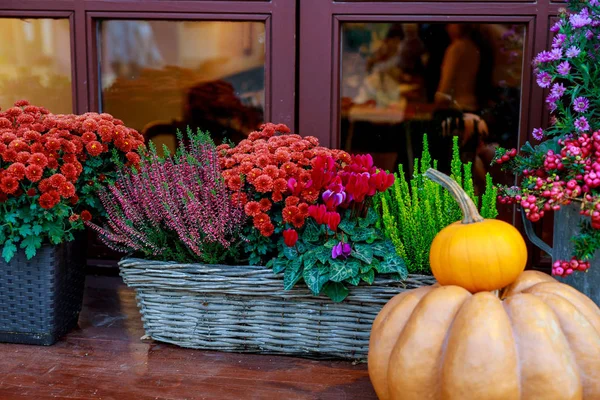 Decoração de outono. Abóbora e flores em cestas . Imagem De Stock