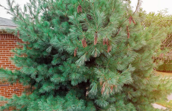 Ramas de pino verde claro con pequeños brotes rosados y racimo increíble naturaleza del bosque de verano . —  Fotos de Stock