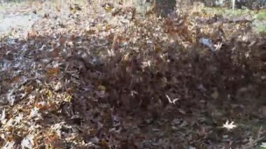 Ağır bir yaprak üfleyici çalıştıran adam: yaprakları