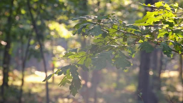Το πρωί φως του ήλιου με οπίσθιο φωτισμό κλαδιά των δέντρων στο ομιχλώδες δάσος. — Αρχείο Βίντεο