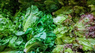 Çiftçilerin pazar taze doğal yeşil organik sebze bir sayaç