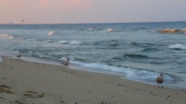 Bir karabatak okyanus yüzey üzerinde uçmak. Mavi gökyüzü arka plan