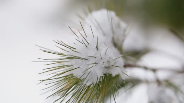 Árbol de invierno de nieve rama de hoja perenne con pesado en él — Vídeos de Stock