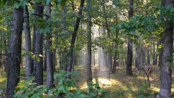 Raggi di luce solare brillano tra gli alberi in una mattina nebbiosa in autunno — Video Stock