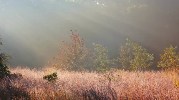 景观-有雾的早晨，在春天草地。日出在河谷. — 图库视频影像