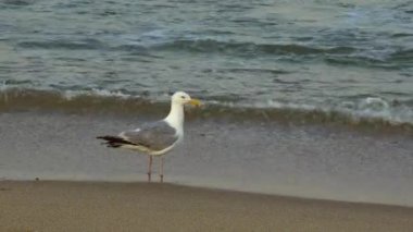 okyanus kıyısında martı