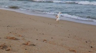 Martı mavi okyanus. Bir martı mavi okyanus üzerinde uçar