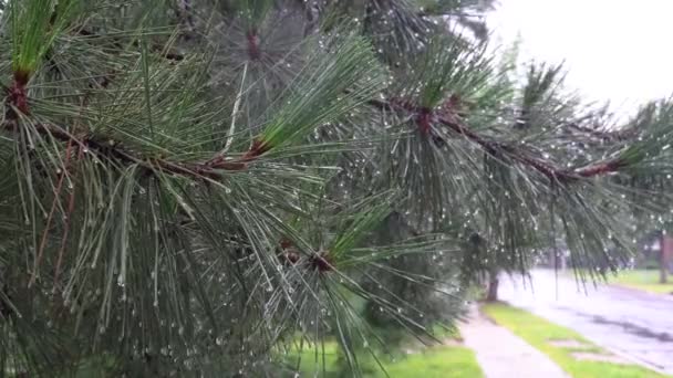En vintergrön trädgren våt med små vattendroppar efter ett vårregn. — Stockvideo