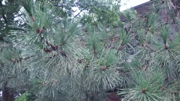 Drzewa w ulewny deszcz ulewny deszcz drzewa Thuja — Wideo stockowe