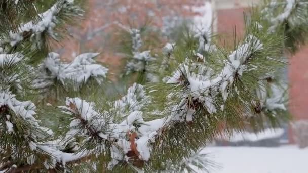 Сосна рождественская зимняя ветвь в снегу — стоковое видео