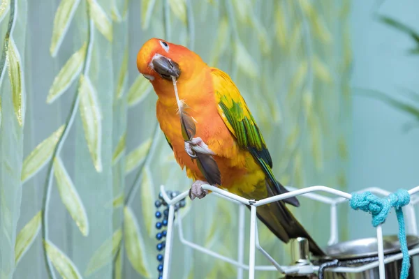 Perroquets colorés assis sur tenant une plume de perroquet — Photo