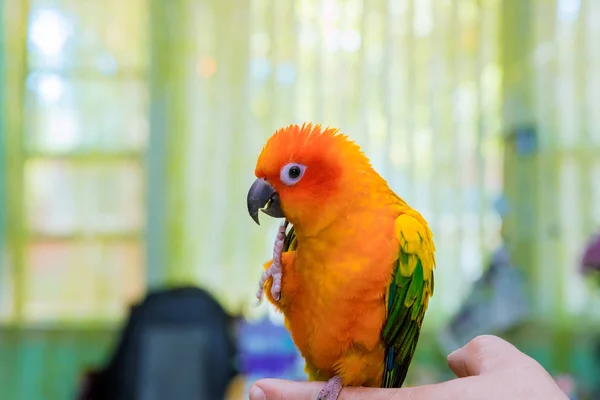 Dobrý papoušek na Sun conure — Stock fotografie