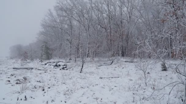 Лесные деревья, покрытые зимним снегом — стоковое видео