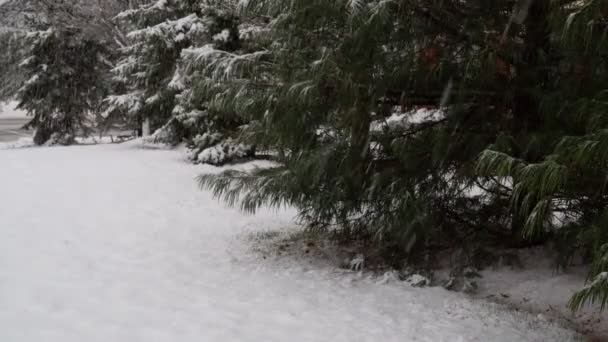 Zima las śnieg pokryte drzewa drogowe w śniegu. — Wideo stockowe