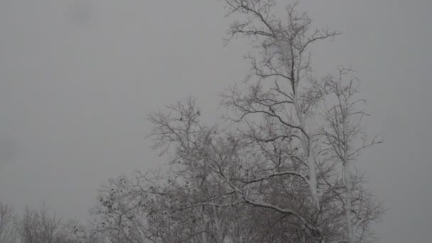 Bänkar på vintern med snötäckta träd. — Stockvideo