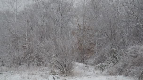 Inverno con neve che cade durante il giorno . — Video Stock