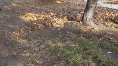 Sonbahar yapraklarını bahçe ile temizlemek