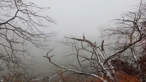 Vinter Natur Landskap med flod och träd naturscen — Stockvideo