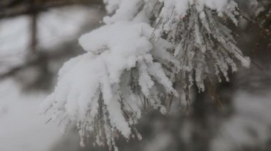 Ağaçların arasında kar taneleriyle kaplı bir patika.