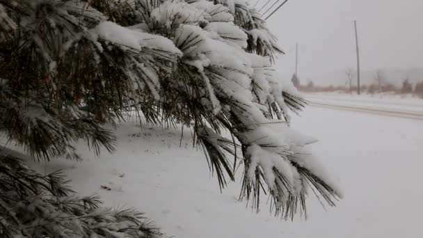 Winterbos besneeuwde wegbomen in de sneeuw. — Stockvideo