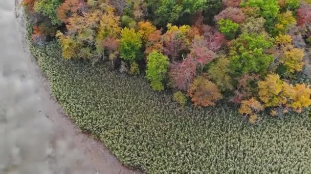 Terrain de tennis extérieur et terrain de basket dans le parc à partir d'une hauteur en automne — Video