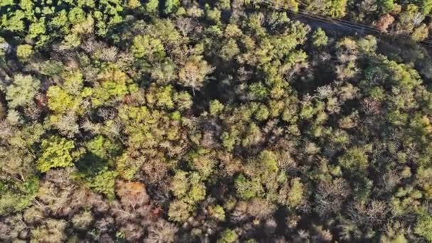 Solens strålar bryter igenom dimman i skogen — Stockvideo