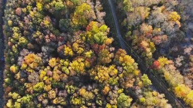 Sarı ve kırmızı ağaçlı sonbahar ormanı.